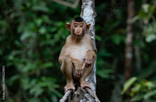 Canvas Print Kinabatangan River Sabah, Malaysian Borneo
Pig-tailed macaque monkey