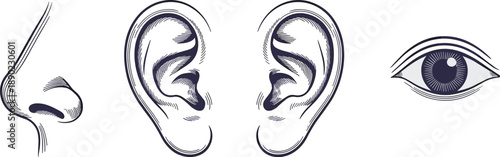 Human sensory organs illustration set showing nose ears and eye detailed anatomical line art medical education vector design