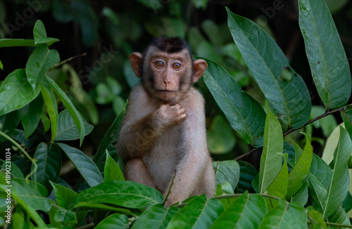 Photography Kinabatangan River Sabah, Malaysian Borneo
Pig-tailed macaque monkey