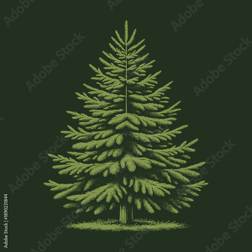 Detailed illustration of a lush green evergreen tree on dark background.