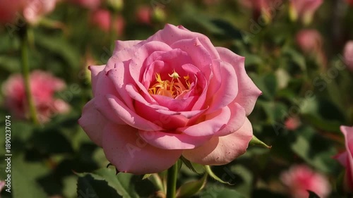 Wallpaper Mural Delicate Pink Roses Blooming in the Garden on a Sunny Day, Nature Beauty Torontodigital.ca