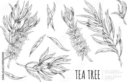 Tea tree branch with leaves and flowers sketch, engraved hand drawn essential herb, medicinal aroma plant vector set