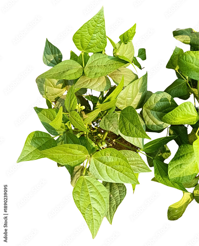 Φωτογραφία Top View of Fresh Green Bean Plant PNG - Phaseolus Vulgaris Seedling Isolated on Transparent Background A high-resolution PNG image of a young green bean plant from an overhead perspective