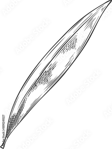 Tea tree one leaf sketch, engraved hand drawn vector illustration, essential herb, aroma plant tea drink ingredient