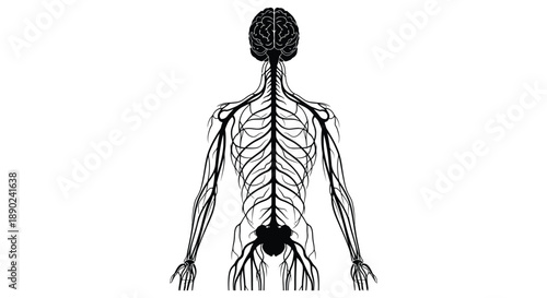 An anatomical illustration depicts the human nervous system from the back showcasing intricate neural pathways silhouette high quality professional detailed modern