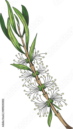 Tea tree branch with leaves and flowers sketch, hand drawn essential herb, medicinal aroma plant vector illustration