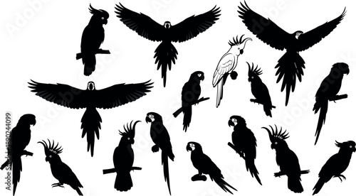 Large collection of parrot and cockatoo bird silhouettes in various flying and perched poses for tropical nature design vector