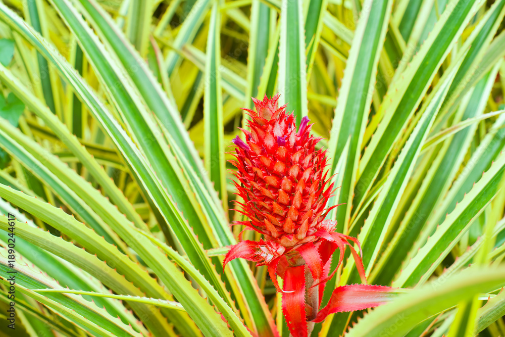 Fototapeta premium One flowering red pineapple in the wild.