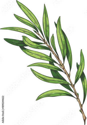 Tea tree branch with leaves sketch, hand drawn vector essential herb, medicinal aroma plant, tea drink ingredient
