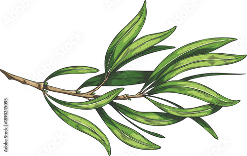 Tea tree twig with leaves sketch, essential herb medicinal aroma plant, tea drink fragrance ingredient vector hand drawn
