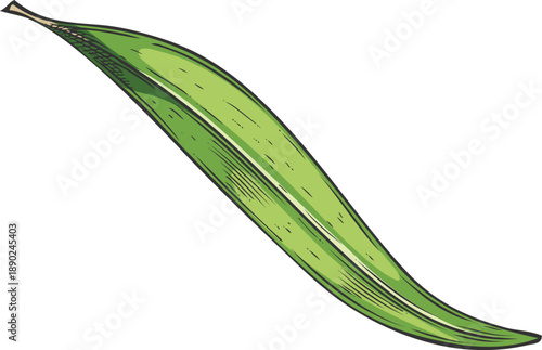 Tea tree one green leaf sketch, hand drawn vector essential herb, medicinal aroma plant, tea drink ingredient