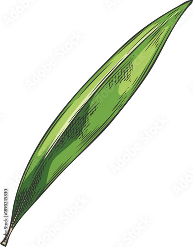 Green tea tree leaf, Melaleuca, hand-drawn watercolor, engraved vintage style.