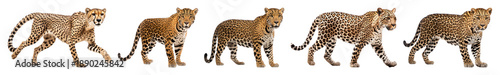 PNG Cheetah walking sequence animation, element set on transparent background