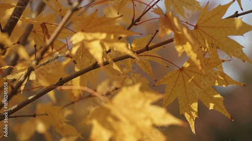 Autumn Leaves in Golden Hue with Raindrops