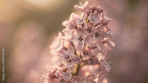 Delicate Close-up of Pink Lilac Blossoms in Soft Light