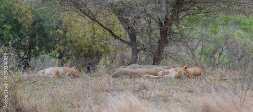Afrikanische Tiere Löwin oder Löwe im Busch vom Krüger National Park - Kruger Nationalpark Südafrika