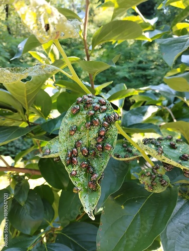 Popilia japonica insects destroying leaves
