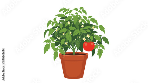 Lush green tomato plant with blooming white flowers and a single ripe red tomato growing in a classic terracotta pot illustration.