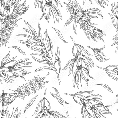 Tea tree branch with leaves and flowers vector seamless pattern sketch, engraved hand drawn essential herb, aroma plant