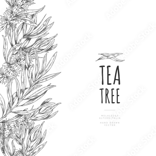 Poster with a seamless side border of branches with leaves and flowers of the Melaleuca tea tree.
