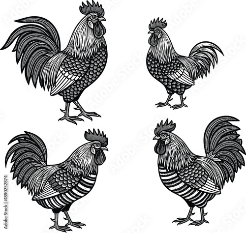 Rooster illustration set, vintage style, black and white drawing, farm animal clipart, detailed feathers, side profile, rustic poultry artwork