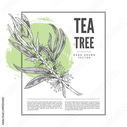 Tea tree branch with leaves and flowers sketch, vector label design, hand drawn engraved essential herb, aroma plant