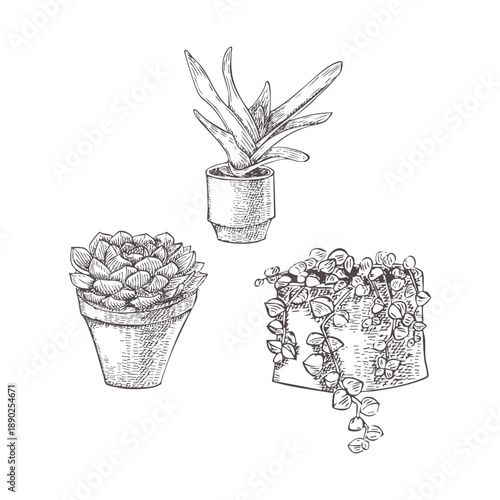 A set of succulents. Gasteria, Peperomia, and Echeveria. Black and white vector image of succulents. Urban jungle. Easy-to-grow plants for the home. Graphic style. Shaded illustration