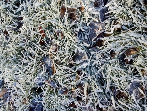 Frozen grass in winter top view