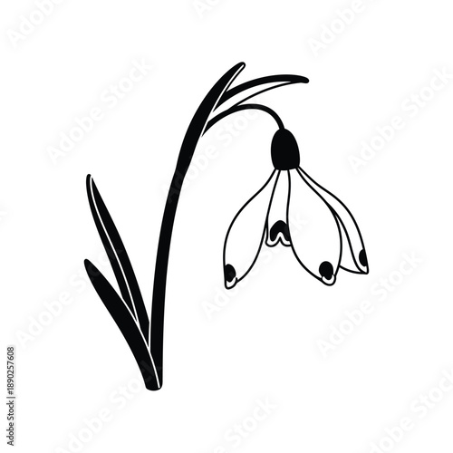 Black and green silhouette of a snowdrop flower black and white