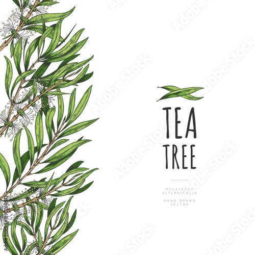 Melaleuca, tea tree branches with green leaves and flowers in a seamless side border poster.