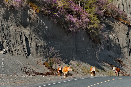 Russia. The South of Western Siberia, the Altai Mountains. A small herd of cows trudge wearily along the Chuisky highway near rhododendron bushes blooming on steep slopes.
