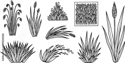 Black line art collection of various grass and wheat plants vector illustration isolated on white background