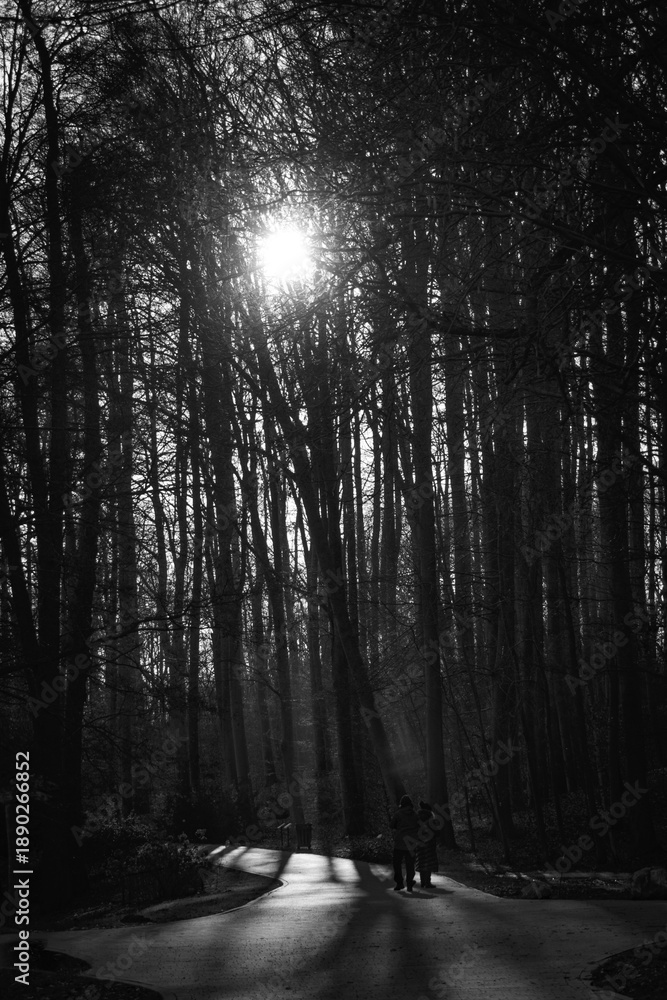 Fototapeta premium słońce między drzewami B&W