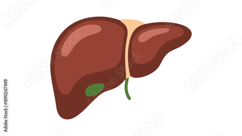 Stylized of a human liver with gallbladder and bile duct in flat keywords: organ anatomy medical