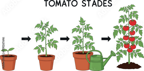 Tomato plant growth stages from sprout to mature vegetable plant with red fruits and watering can vector