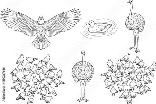 An illustrative assembly of various avian species, exquisitely sketched in stark black and white, this artwork showcases the unique form and character of each bird.