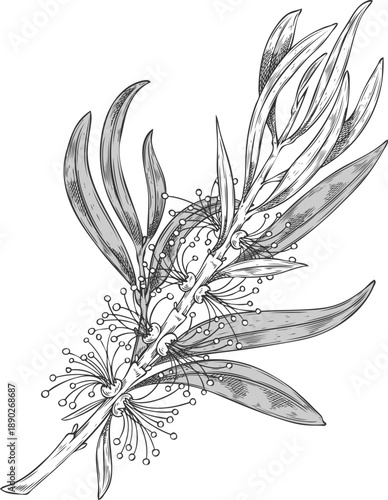 Tea tree branch with flowers sketch, engraved hand drawn vector essential herb, aroma plant, Melaleuca alternifolia