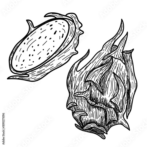 hand drawn illustration of a dragon fruit