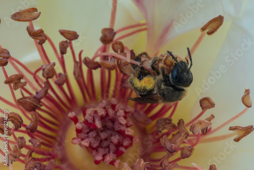 Wallpaper Mural A fluffy bee covered in pollen is nestled among the stamens and pistils of a light-colored flower, likely collecting nectar or pollen Torontodigital.ca
