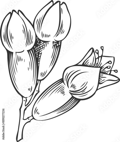 Sandalwood tree flowers sketch, vector engraved hand drawn essential herb, aroma plant, organic cosmetics ingredient