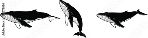 Set of humpback whale silhouettes in different swimming poses, detailed black vector marine animal illustrations isolated on white background for ocean themes