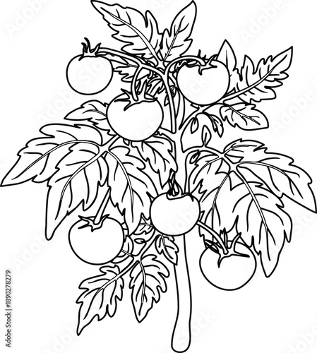 Coloring page with tomato plant with big ripe fruits and leaves isolated on white background
