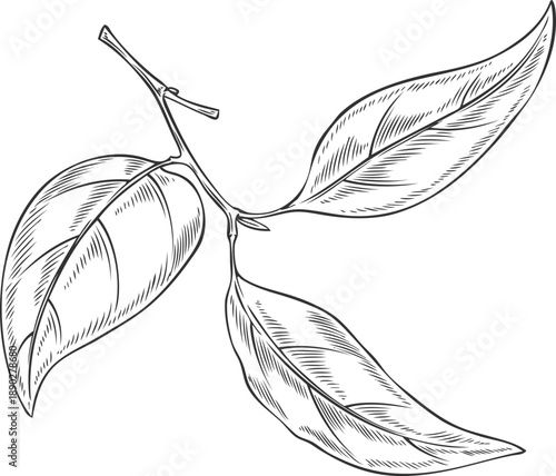 Sandalwood tree twig with leaves sketch, vector engraved hand drawn organic cosmetics, perfume essential oil ingredient