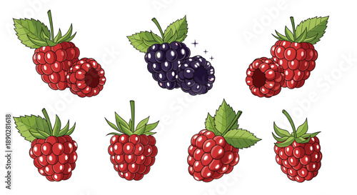 Detailed set of raspberry and blackberry illustrations showing individual fruits, clusters, and leaves with a hand-drawn feel.