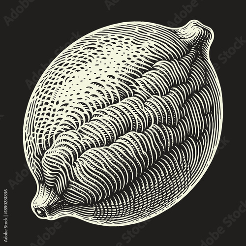 Engraved Cocoa Bean Illustration: A Detailed Botanical Study.