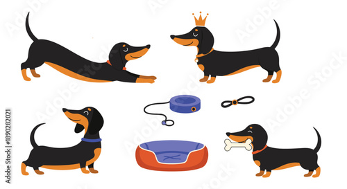 Charming dachshund dogs in different playful poses and accessories like a crown and a bone are grouped together on a white background.