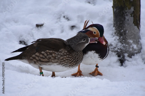 Mandarinen Enten