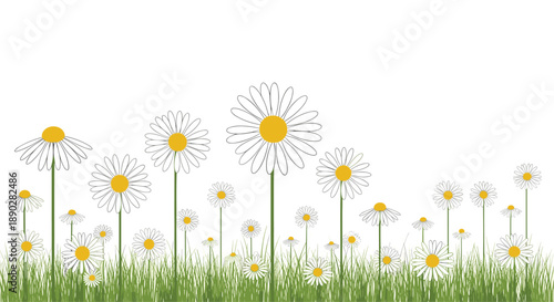 Beautiful illustration of a field of white daisies with yellow centers growing in green grass against a clear white sky background.
