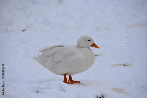 kleine Ente