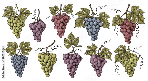 Detailed botanical set of ripe grape bunches in various colors with green leaves and curly vines on a clean white background.
